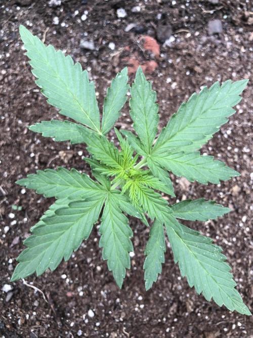 Maui Wowie Auto Outdoor Spring 26'. Week 2