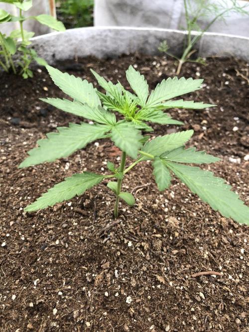 Maui Wowie Auto Outdoor Spring 26'. Week 2