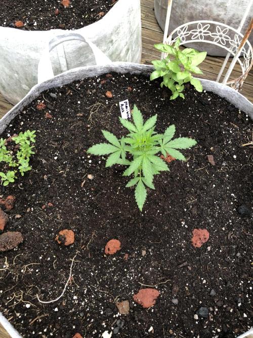 Maui Wowie Auto Outdoor Spring 26'. Week 2