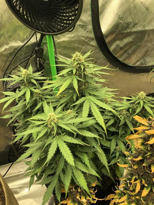 Gorilla Auto Fast Buds Indoor Spring 26. Week 8