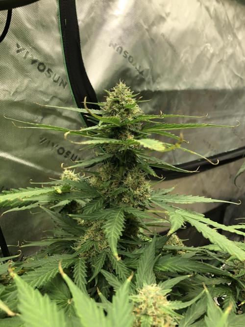 Gorilla Auto Fast Buds Indoor Spring 26. Week 8