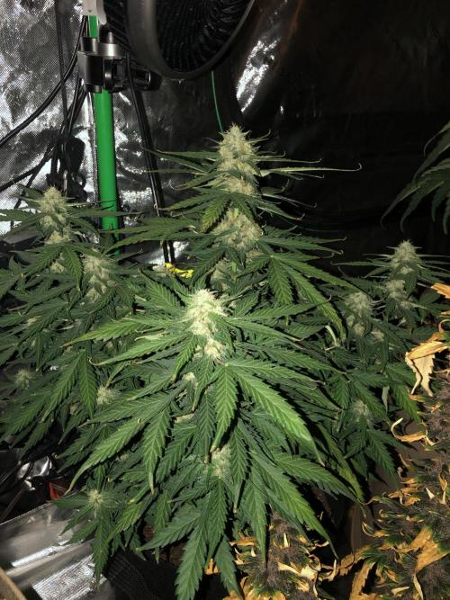 Gorilla Auto Fast Buds Indoor Spring 26. Week 8
