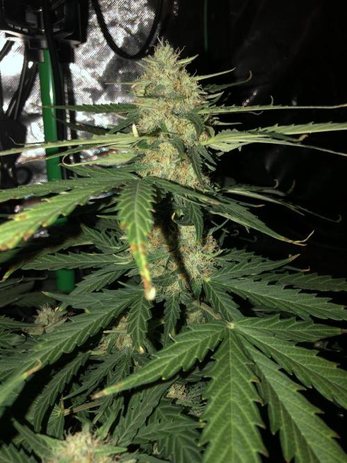 Gorilla Auto Fast Buds Indoor Spring 26. Week 8
