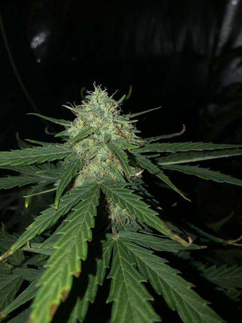 Gorilla Auto Fast Buds Indoor Spring 26. Week 8