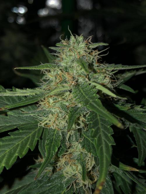 Gorilla Auto Fast Buds Indoor Spring 26. Week 8