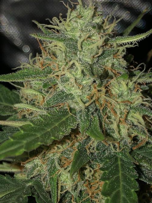 Gorilla Auto Fast Buds Indoor Spring 26. Week 8