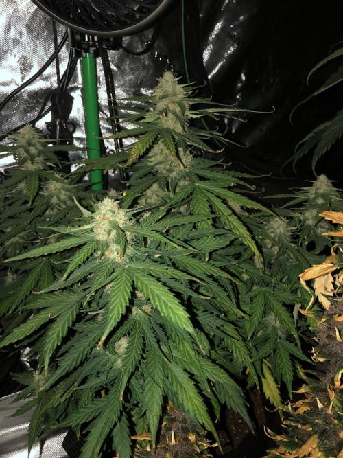 Gorilla Auto Fast Buds Indoor Spring 26. Week 8