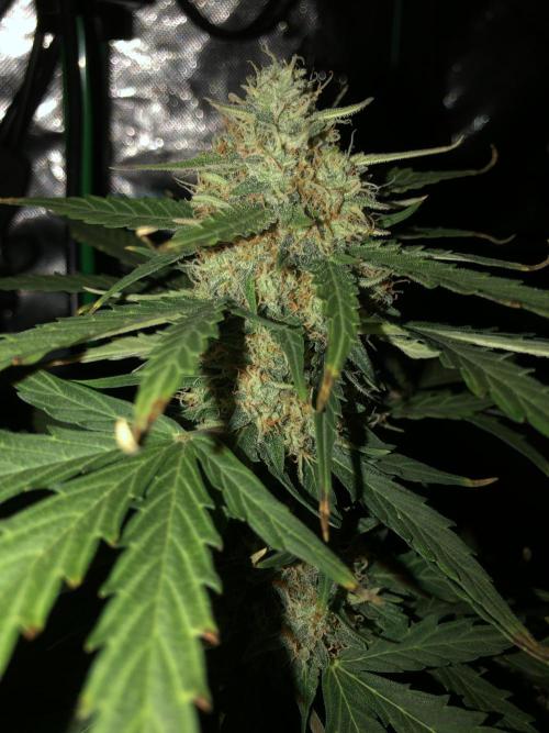 Gorilla Auto Fast Buds Indoor Spring 26. Week 8
