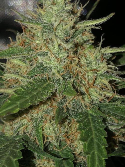 Gorilla Auto Fast Buds Indoor Spring 26. Week 8