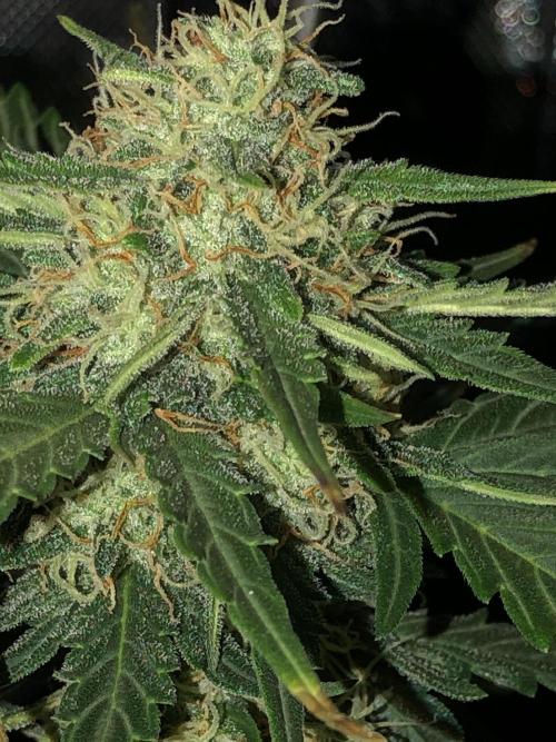 Gorilla Auto Fast Buds Indoor Spring 26. Week 8
