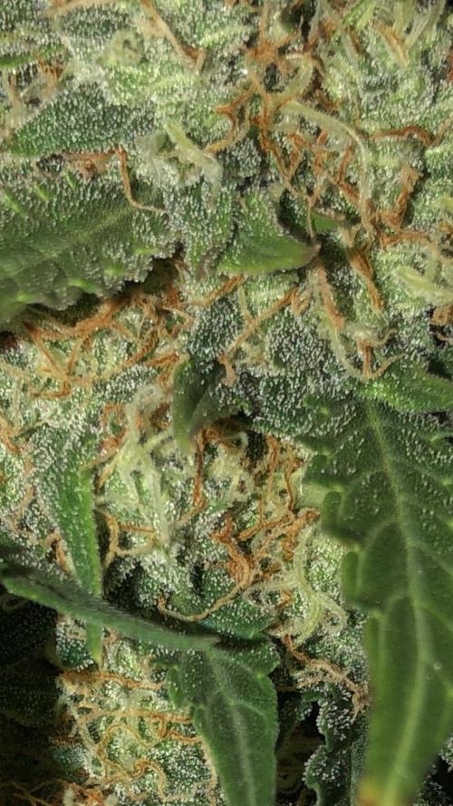 Gorilla Auto Fast Buds Indoor Spring 26. Week 8