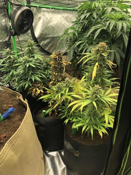 Gorilla Auto. Week 8