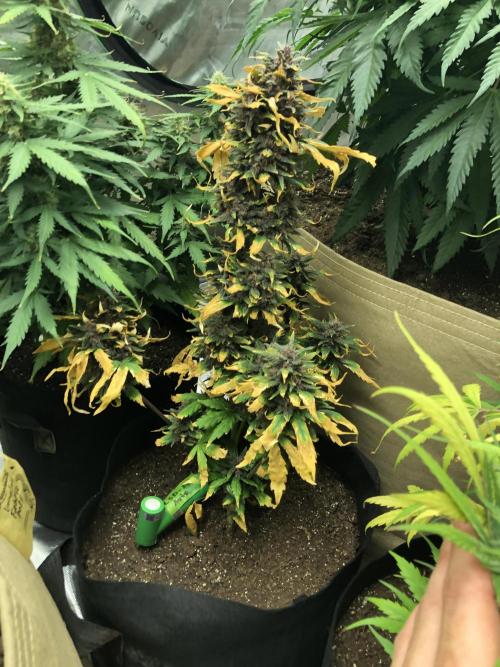 LSD-25 Auto Fast Buds Indoor Spring 26. Week 8
