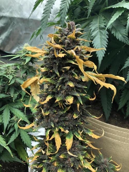 LSD-25 Auto Fast Buds Indoor Spring 26. Week 8