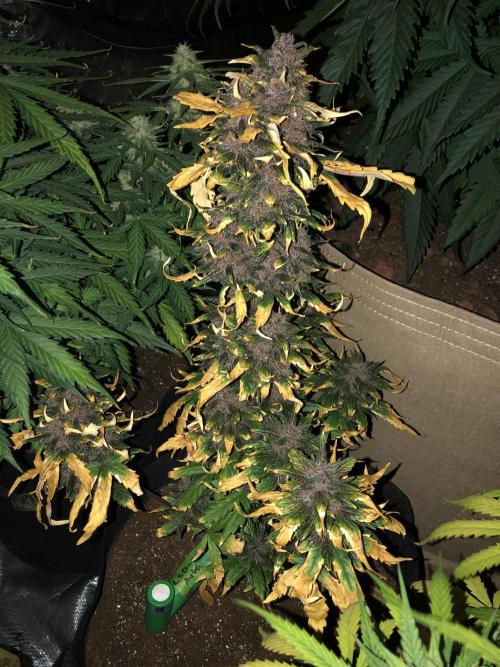 LSD-25 Auto Fast Buds Indoor Spring 26. Week 8
