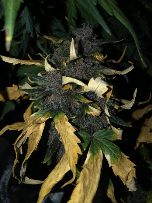 LSD-25 Auto Fast Buds Indoor Spring 26. Week 8