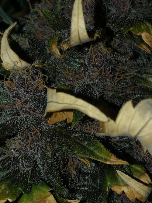LSD-25 Auto Fast Buds Indoor Spring 26. Week 8