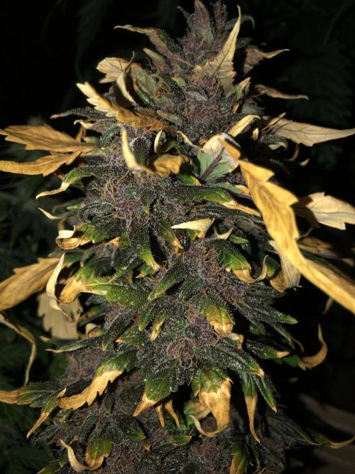 LSD-25 Auto Fast Buds Indoor Spring 26. Week 8