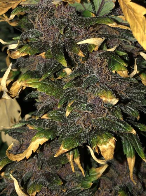 LSD-25 Auto Fast Buds Indoor Spring 26. Week 8