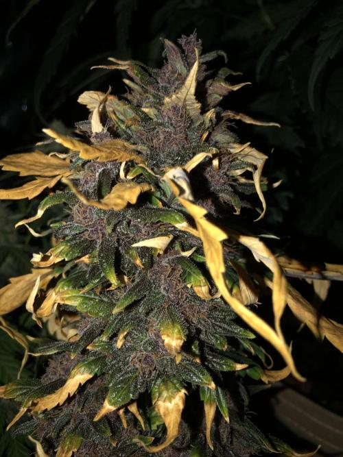 LSD-25 Auto Fast Buds Indoor Spring 26. Week 8