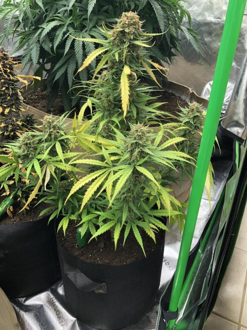 Auto Pablo Escobar Indoor Spring 26. Week 8