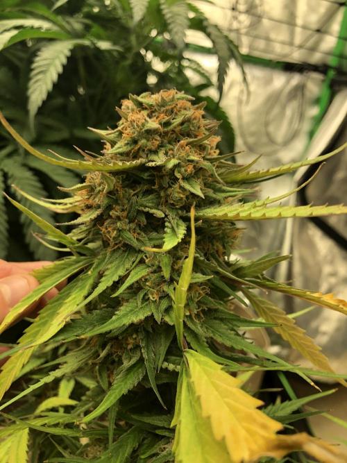 Auto Pablo Escobar Indoor Spring 26. Week 8