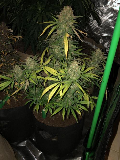 Auto Pablo Escobar Indoor Spring 26. Week 8