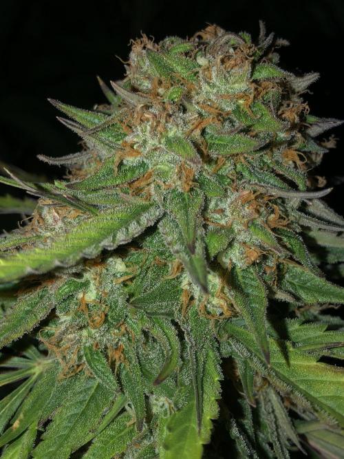 Divine Seeds - Auto Pablo Escobar by MindFlowers68