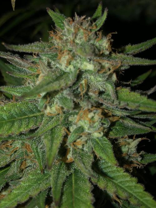 Auto Pablo Escobar Indoor Spring 26. Week 8