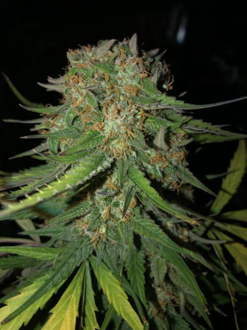 Auto Pablo Escobar Indoor Spring 26. Week 8