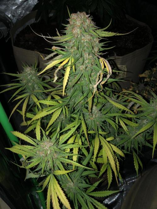 Auto Pablo Escobar Indoor Spring 26. Week 8