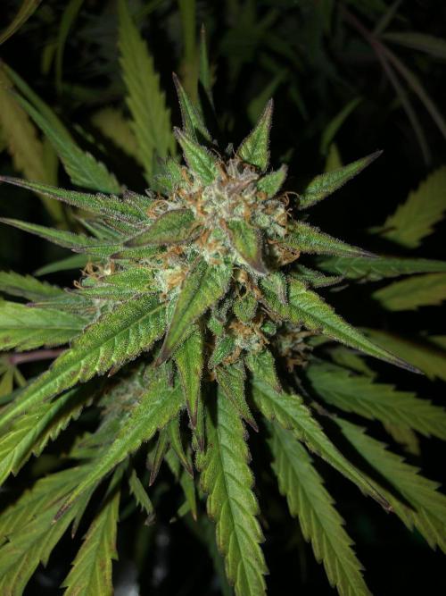 Auto Pablo Escobar Indoor Spring 26. Week 8