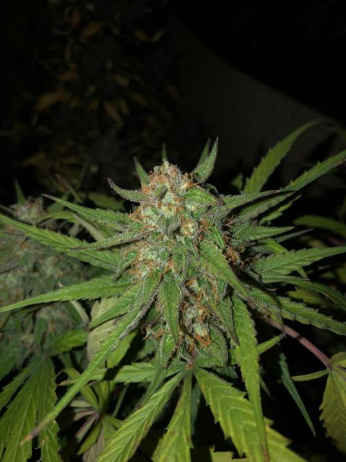 Auto Pablo Escobar Indoor Spring 26. Week 8