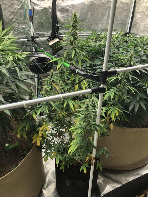 Purple Mimosa XL Auto Indoor Spring 26. Week 8