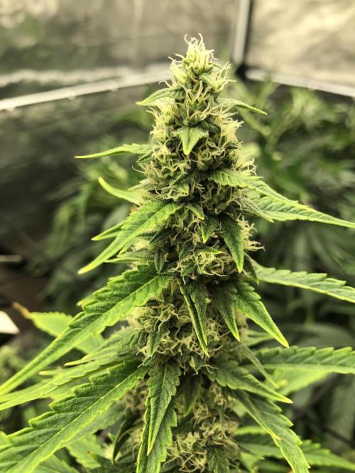 Purple Mimosa XL Auto Indoor Spring 26. Week 8