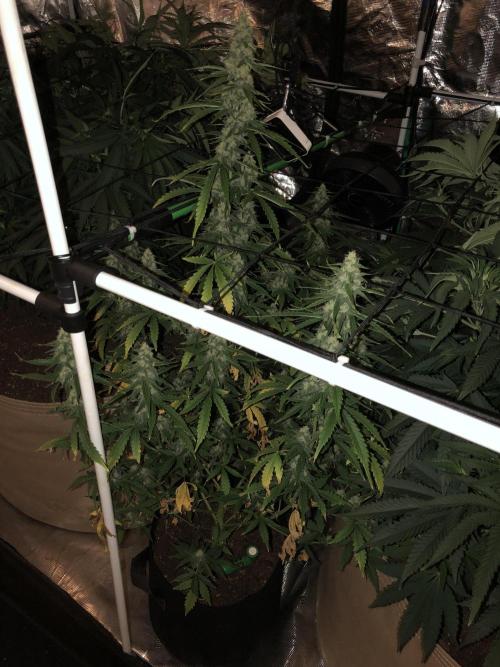 Purple Mimosa XL Auto Indoor Spring 26. Week 8