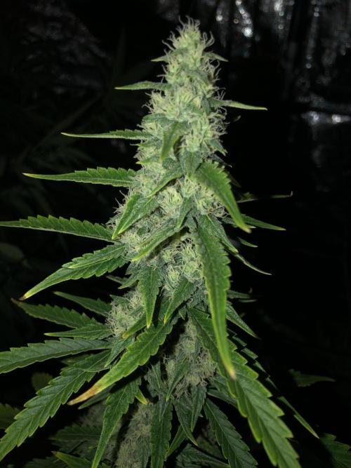 Purple Mimosa XL Auto Indoor Spring 26. Week 8