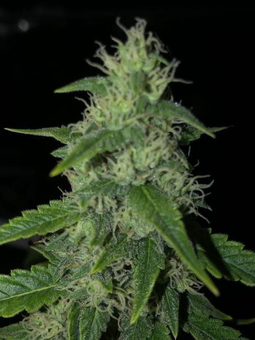Purple Mimosa XL Auto Indoor Spring 26. Week 8