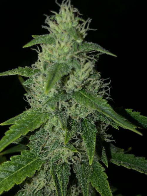 Purple Mimosa XL Auto Indoor Spring 26. Week 8