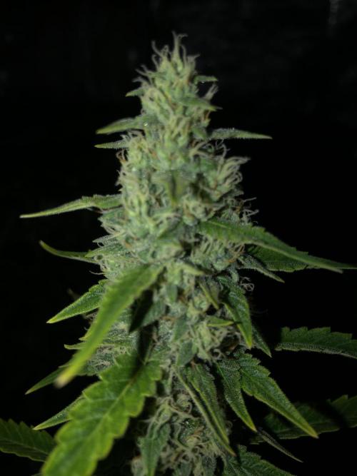 Purple Mimosa XL Auto Indoor Spring 26. Week 8
