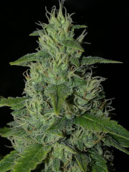 Purple Mimosa XL Auto Indoor Spring 26. Week 8