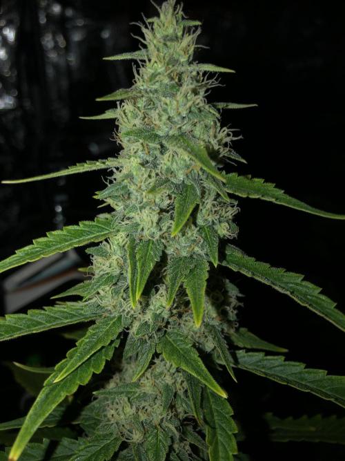 Purple Mimosa XL Auto Indoor Spring 26. Week 8