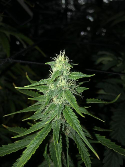 Purple Mimosa XL Auto Indoor Spring 26. Week 8