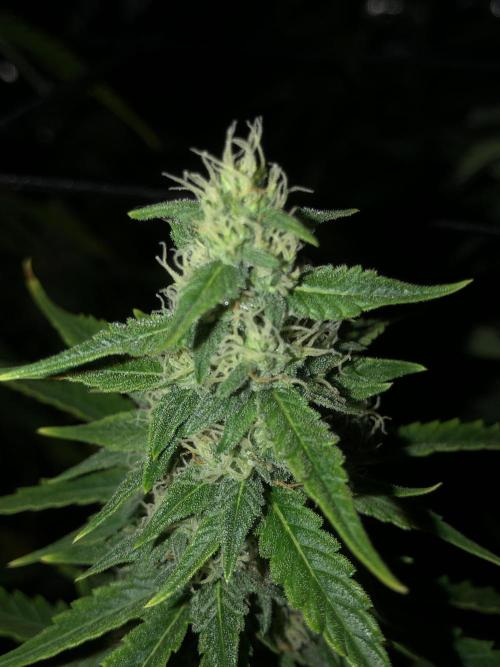 Purple Mimosa XL Auto Indoor Spring 26. Week 8