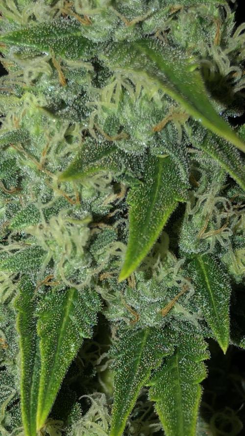 Purple Mimosa XL Auto Indoor Spring 26. Week 8