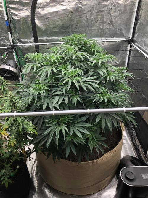 White Domina Kannabia Indoor Spring 26. Week 8