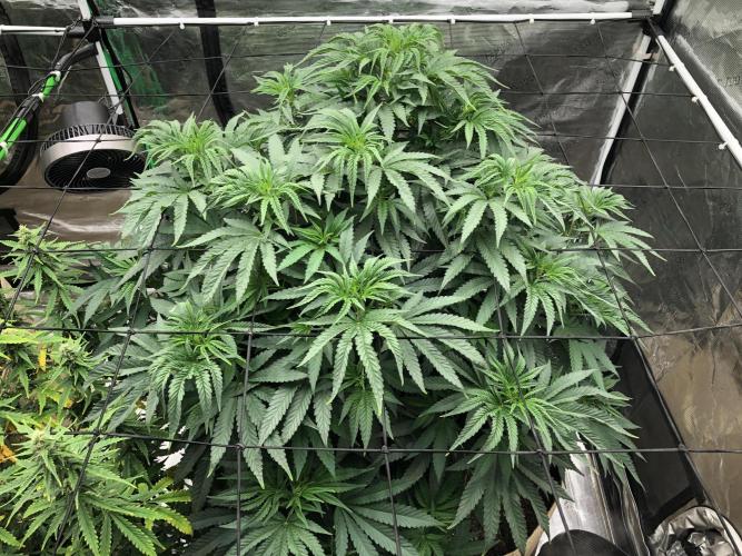 White Domina Kannabia Indoor Spring 26. Week 8