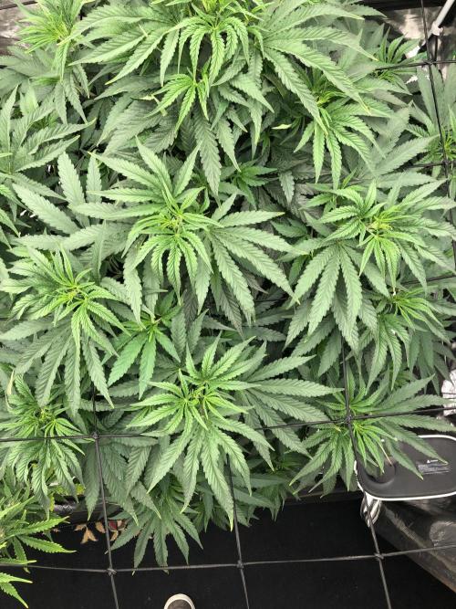 White Domina Kannabia Indoor Spring 26. Week 8