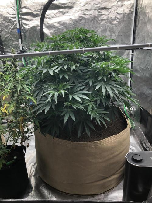 White Domina Kannabia Indoor Spring 26. Week 8