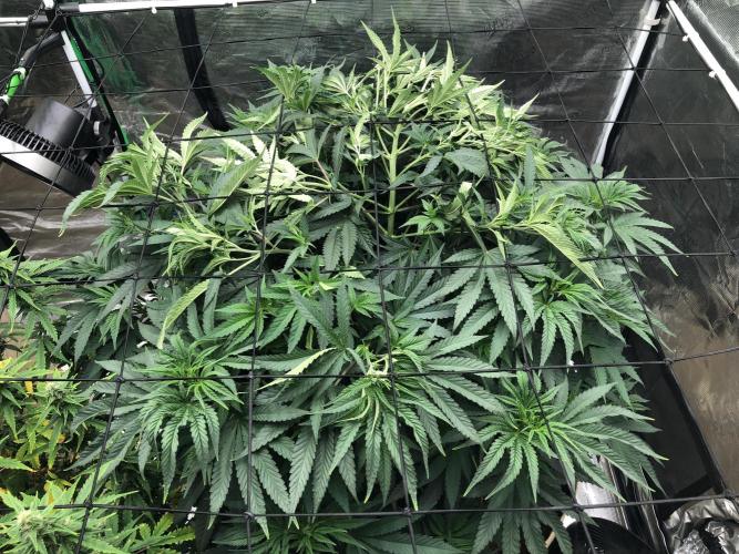 White Domina Kannabia Indoor Spring 26. Week 8